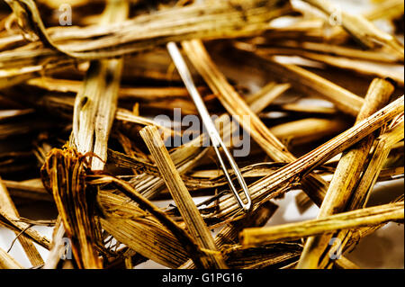 Looking for lost  needle in haystack. Searching. Lost and found. Stock Photo