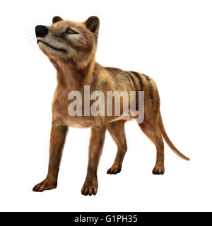 3D rendering of a thylacine isolated on white background Stock Photo