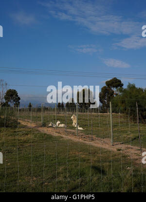 White lion family (Panthera leo krugeri) in the Drakenstein Lion Park, Klapmuts, Cape Winelands, South Africa. Stock Photo