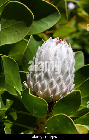 White King Protea in bud. Cynaroides. Stock Photo