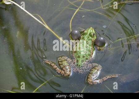 Marsh frog with inflated vocal sacks croaking and creating ripples in the pond water. Stock Photo