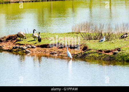 A variety of waterfowl  and turtles enjoy a small island in a small lake. Oklahoma City, Oklahoma, USA. Stock Photo