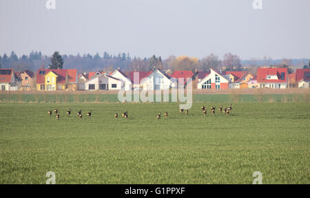 European roe deer (Capreolus capreolus) herd on agricultural landscape with houses, racing away. Stock Photo