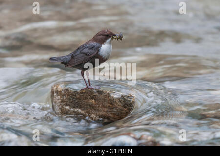 A white-throated dipper with caught food in its beak standing on a stone in the middle of a creek Stock Photo