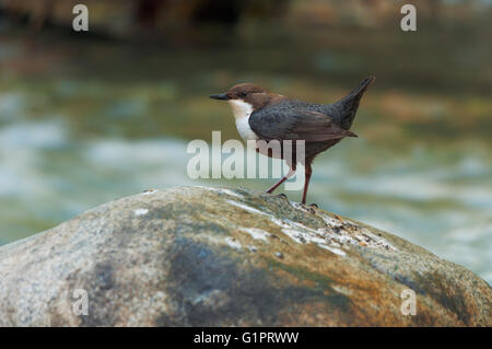 White-throated dipper standing on a stone Stock Photo