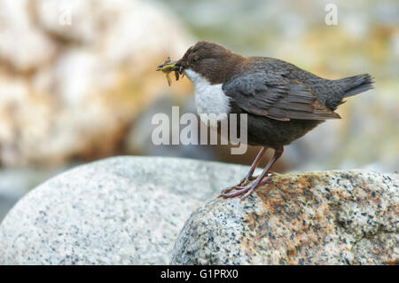White-throated dipper on a rock with insects food in its bill Stock Photo