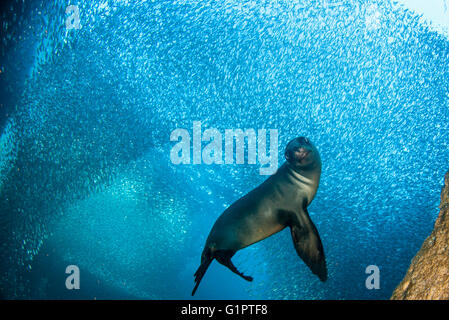 Underwater views of Californian sea lions, zalophus californianus, and bait fish in the Sea Of Cortes. Stock Photo