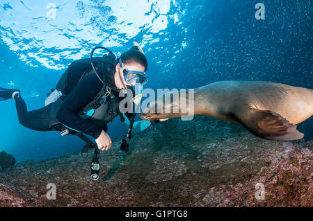 Underwater views of Californian sea lions, zalophus californianus, and bait fish in the Sea Of Cortes. Stock Photo