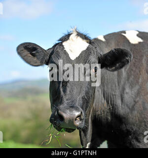 holstein cow Stock Photo