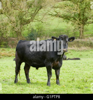 Pedigree Black Aberdeen Angus bull and pedigree black Aberdeen Angus ...