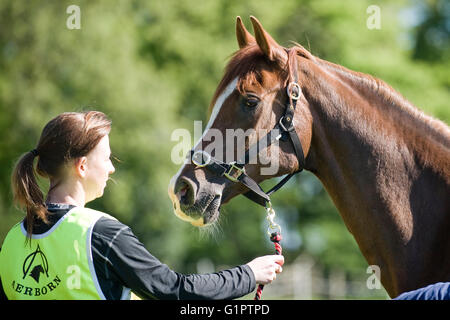 girl holding a horse at a competition Stock Photo