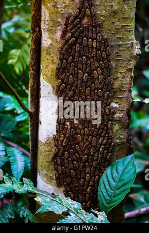 a mass of  Larvae  on a tree trunk in the Amazonian rainforest of Columbia Stock Photo