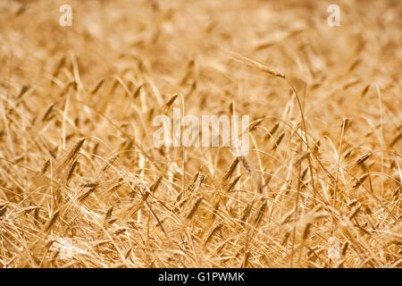 golden wheat field Stock Photo