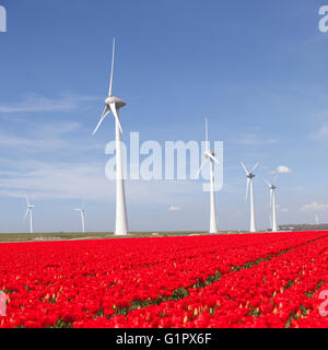 wind turbines against blue sky and red tulip field in noordoostpolder flevoland in the netherlands Stock Photo