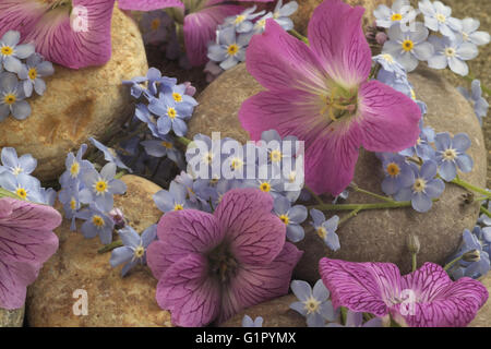 An arrangement of pebble stones, forget-me-knots and geranium flowers Stock Photo