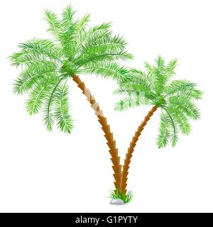 Tropical palm tree over white Stock Vector