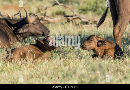 A pair of baby African Buffalos lying in savanna in Southern Africa Stock Photo