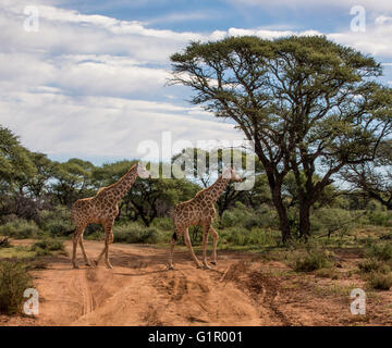 Two Giraffes cross a red dirt track in the Northern Cape, South Africa Stock Photo