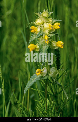 Greater yellow-rattle (Rhinanthus angustifolius / Rhinanthus serotinus) in meadow Stock Photo