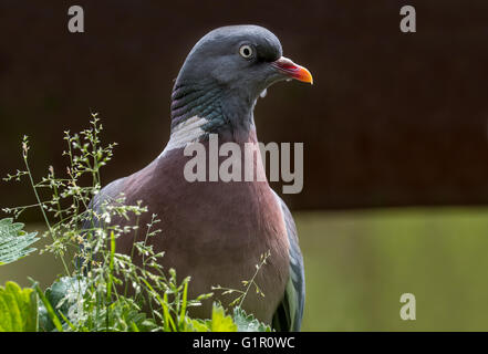 Common wood pigeon (Columba palumbus) close up portrait Stock Photo
