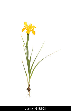 whole yellow dutch iris flower on isolated white background Stock Photo