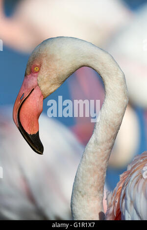 Portrait of a pink Flamingo photographed in Camargue Stock Photo