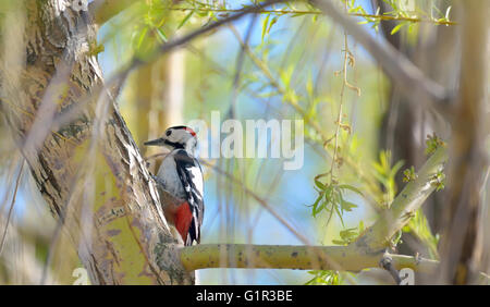 Great spotted Woodpecker perched on a birch branch Stock Photo