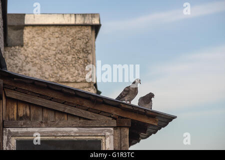 Two grey feral pigeons standing on rooftop of suburban house Stock Photo