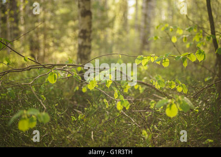 Springtime elm tree twig with fresh leaves against sunlight and blurred forest on background Stock Photo
