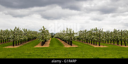 Kentish apple orchards, trees in rows covered in blossom with overcast skies Stock Photo