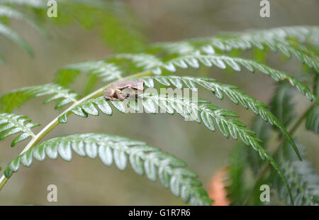 Tiny tree frog on a fern frond Stock Photo