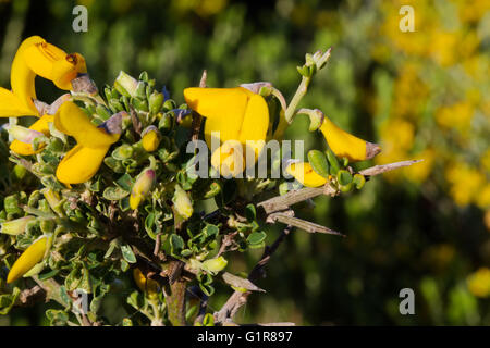 Flowers and pickles of Needle whin (Genista anglica) Stock Photo