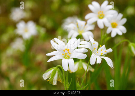 White flowers of Stellaria holostea, the Addersmeat or Greater stitchwort Stock Photo