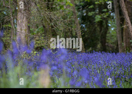 English Bluebells flower in Cornish woodland Stock Photo