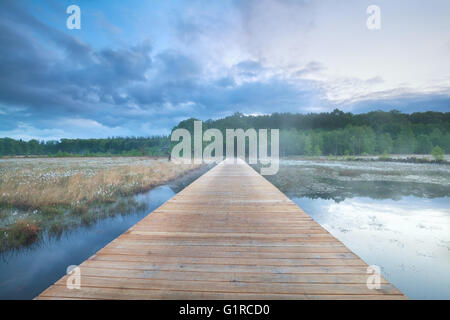 wooden road through swamp with cotton-grass, Drenthe, Netherlands Stock Photo