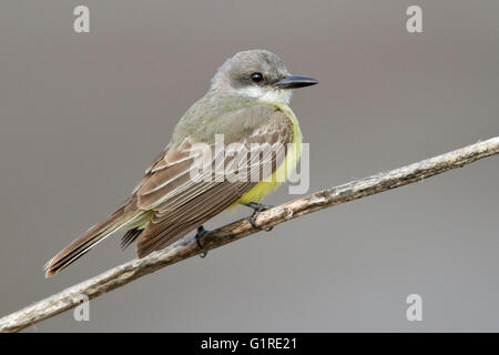 Tropical Kingbird - Tyrannus melancholicus - Adult Stock Photo