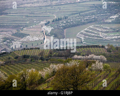 Cherries Growing In Vineyard Stock Photo - Alamy