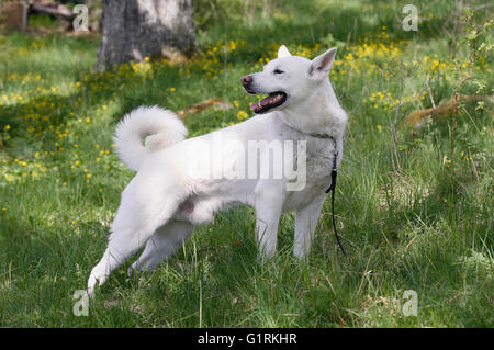 White elkhound 2024