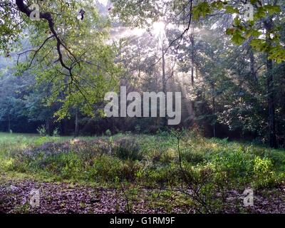 Sun shining through a tree canopy onto a swampy meadow Stock Photo