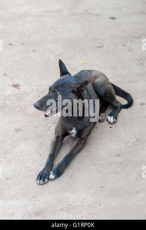 A black dog is resting on the dirty ground in Myanmar. Stock Photo