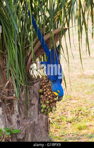 Hyacinth Macaw (Anodorhynchus hyacinthinus) eating nuts, Pantanal, Mato Grosso, Brazil Stock Photo