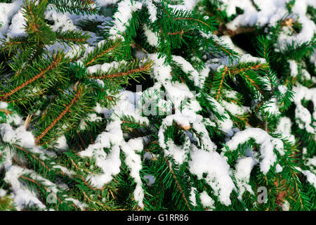 green tree covered with snow close up Stock Photo