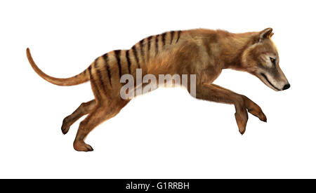 3D rendering of a thylacine isolated on white background Stock Photo