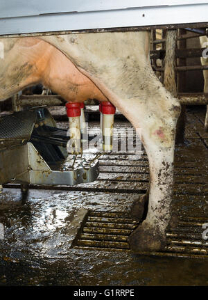 cow being milked by a fully automated milking robot Stock Photo