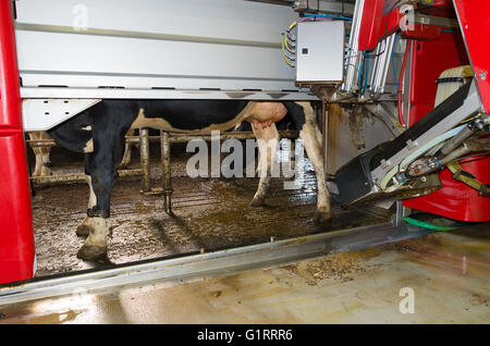 cow being milked by a fully automated milking robot Stock Photo