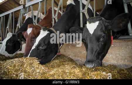 cows in a stable eating silage Stock Photo