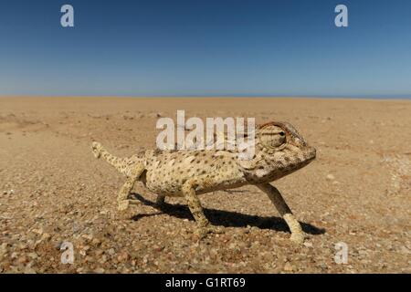 Namaqua Chameleon (Chamaeleo namaquensis), Namib Desert, Namibia Stock Photo