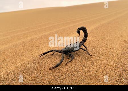 Black scorpion (Parabuthus villosus) running on sand, Namib Desert in ...