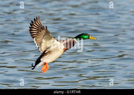 Mallard (Anas platyrhynchos) drake in flight, Lake Zug, Zug, Switzerland Stock Photo