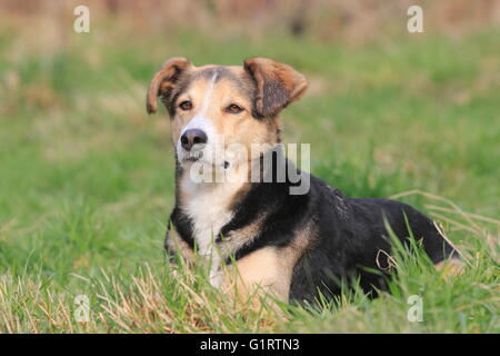 Mongrel is in the meadow, North Rhine-Westphalia, Germany Stock Photo